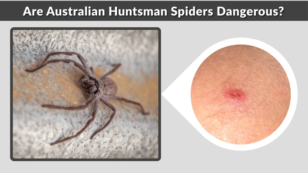 Are Australian Huntsman Spiders Dangerous