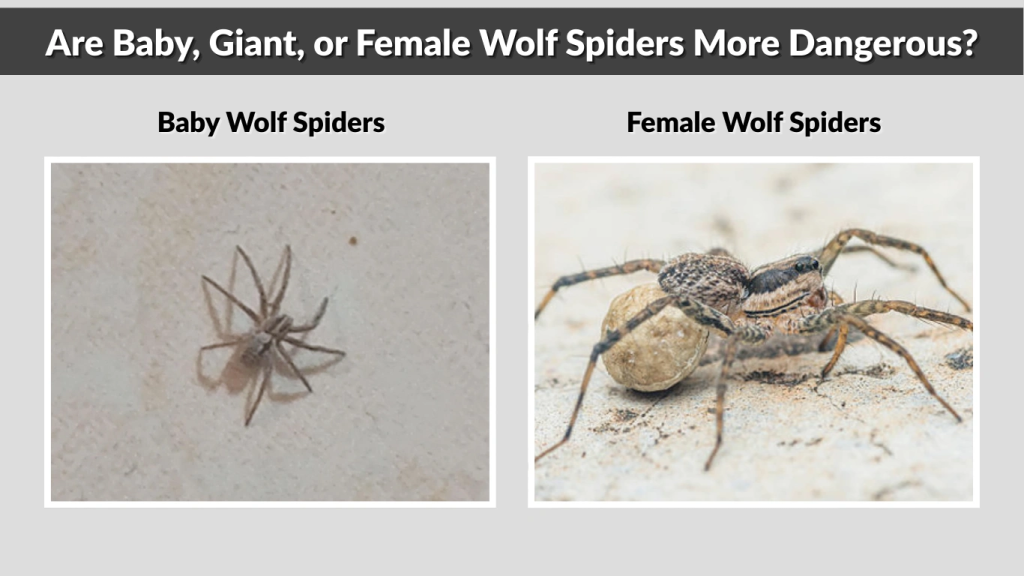 Are Baby, Giant, or Female Wolf Spiders More Dangerous