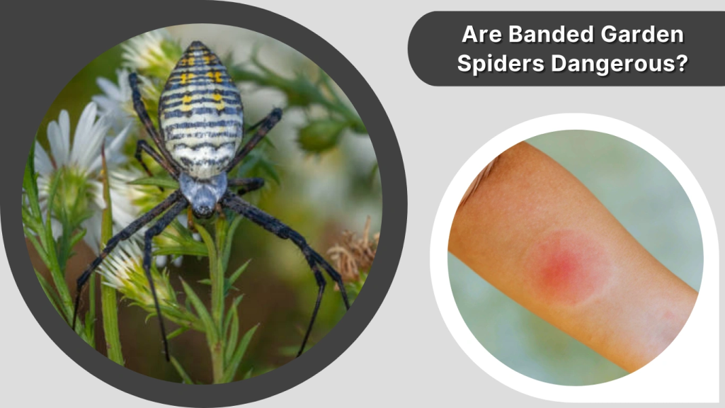 Are Banded Garden Spiders Dangerous