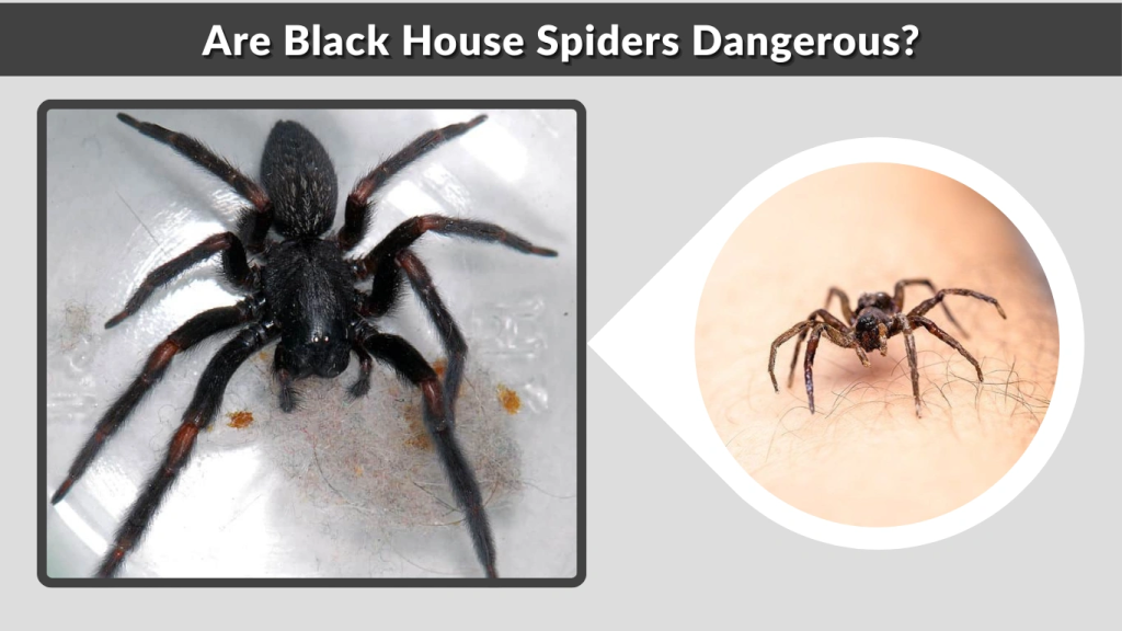 Are Black House Spiders Dangerous
