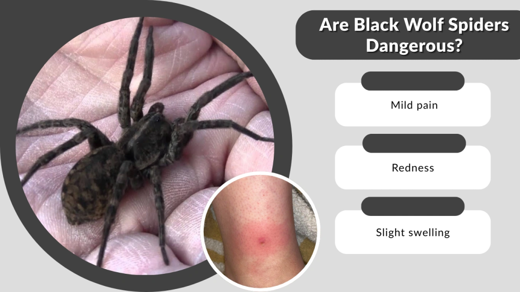 Are Black Wolf Spiders Dangerous