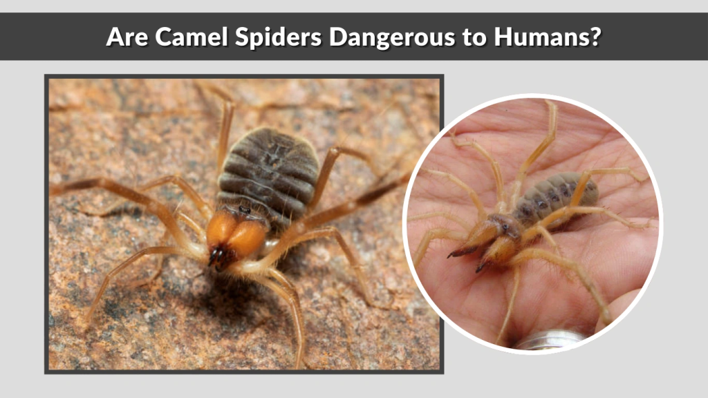 Are Camel Spiders Dangerous to Humans