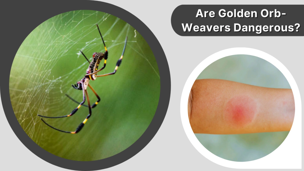 Are Golden Orb-Weavers Dangerous