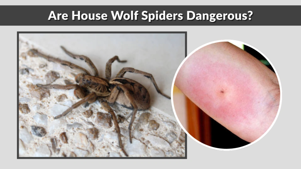 Are House Wolf Spiders Dangerous