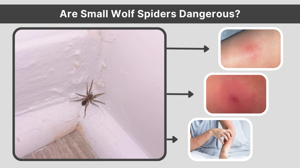 Are Small Wolf Spiders Dangerous
