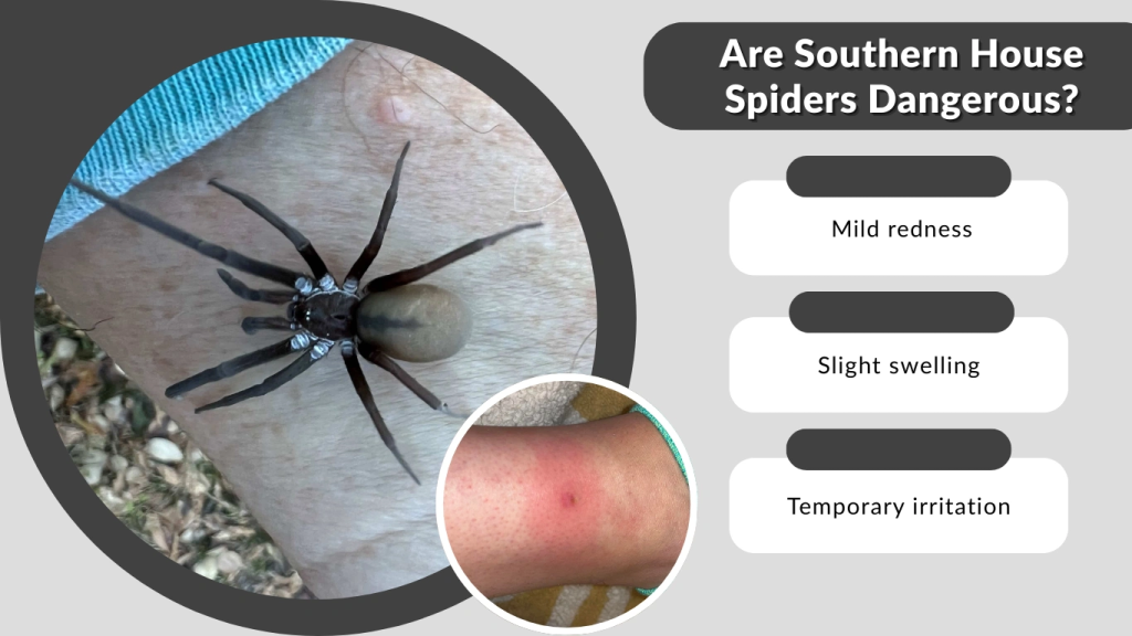 Are Southern House Spiders Dangerous
