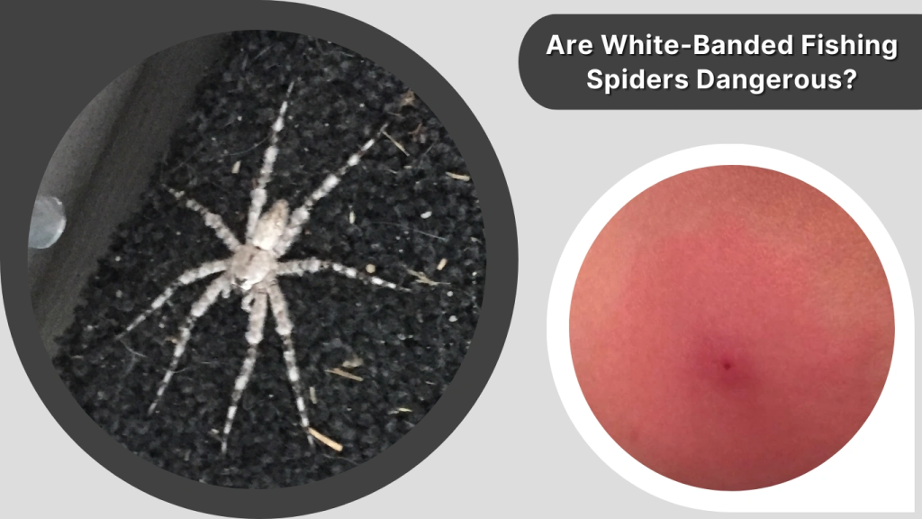 Are White-Banded Fishing Spiders Dangerous