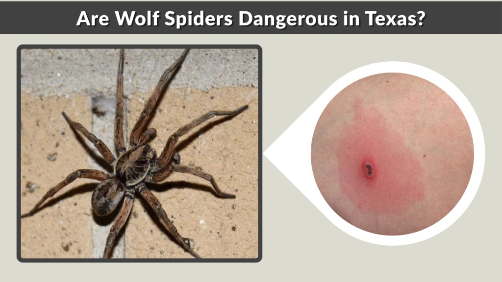 Are Wolf Spiders Dangerous in Texas