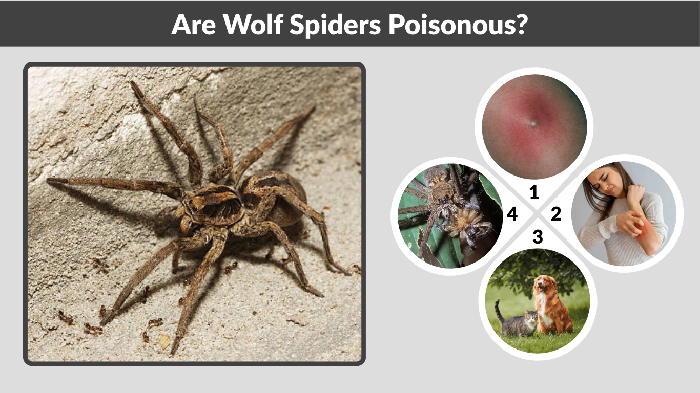 Are Wolf Spiders Poisonous Complete Safety Guide