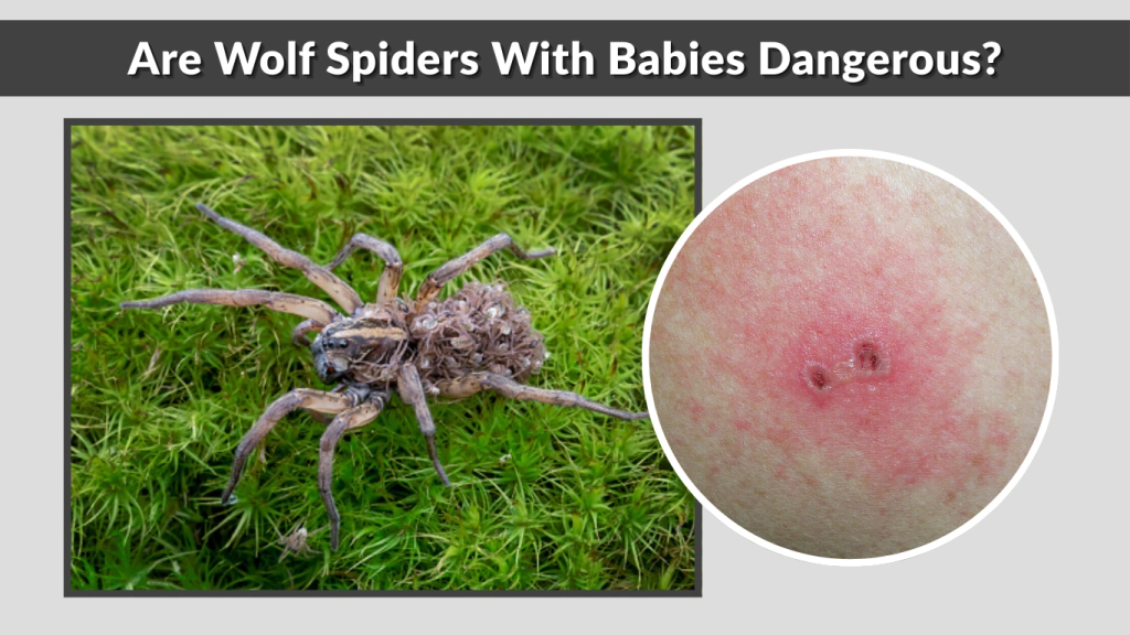 Are Wolf Spiders With Babies Dangerous