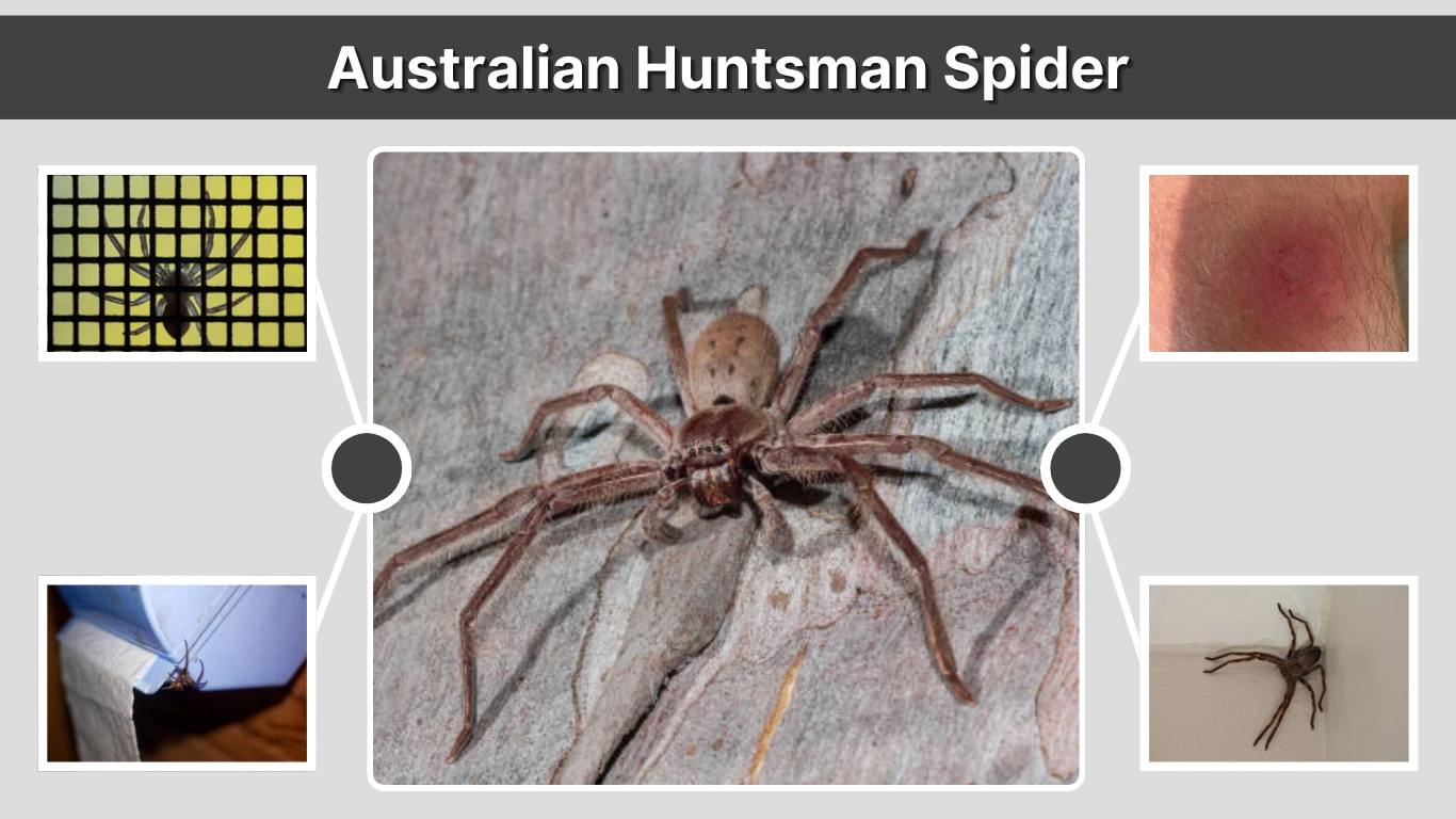 Australian Huntsman Spider Facts, Size, and Safety