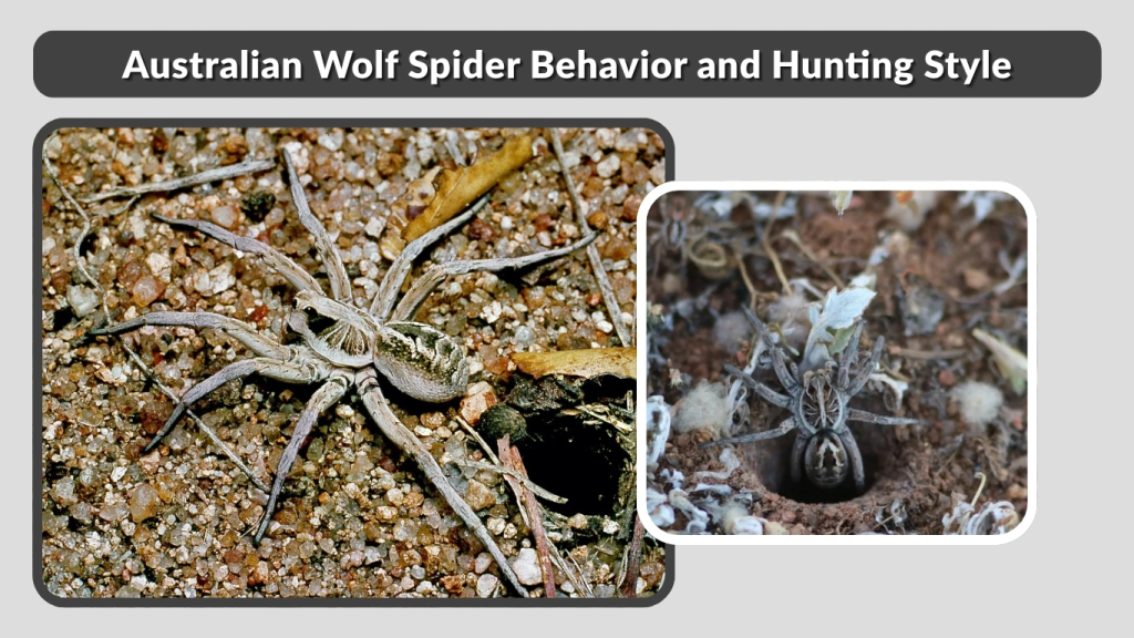 Australian Wolf Spider Behavior and Hunting Style