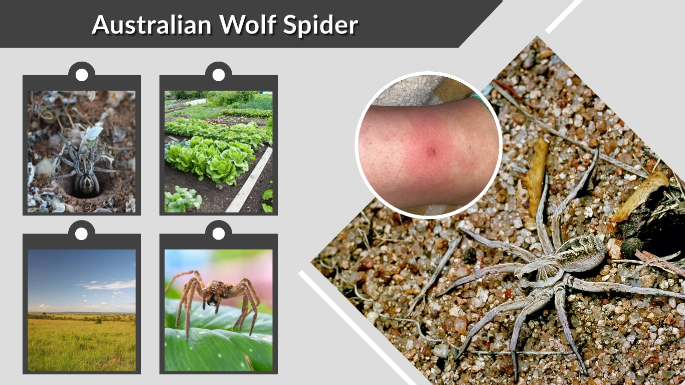 Australian Wolf Spider Identification, Bite, Habitat & Prevention