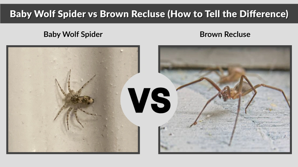 Baby Wolf Spider vs Brown Recluse (How to Tell the Difference)