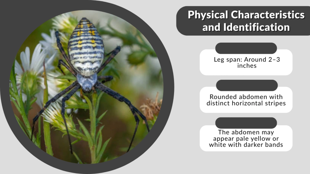 Banded Garden Spider Physical Characteristics and Identification