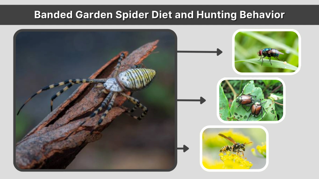 Banded Garden Spider Diet and Hunting Behavior
