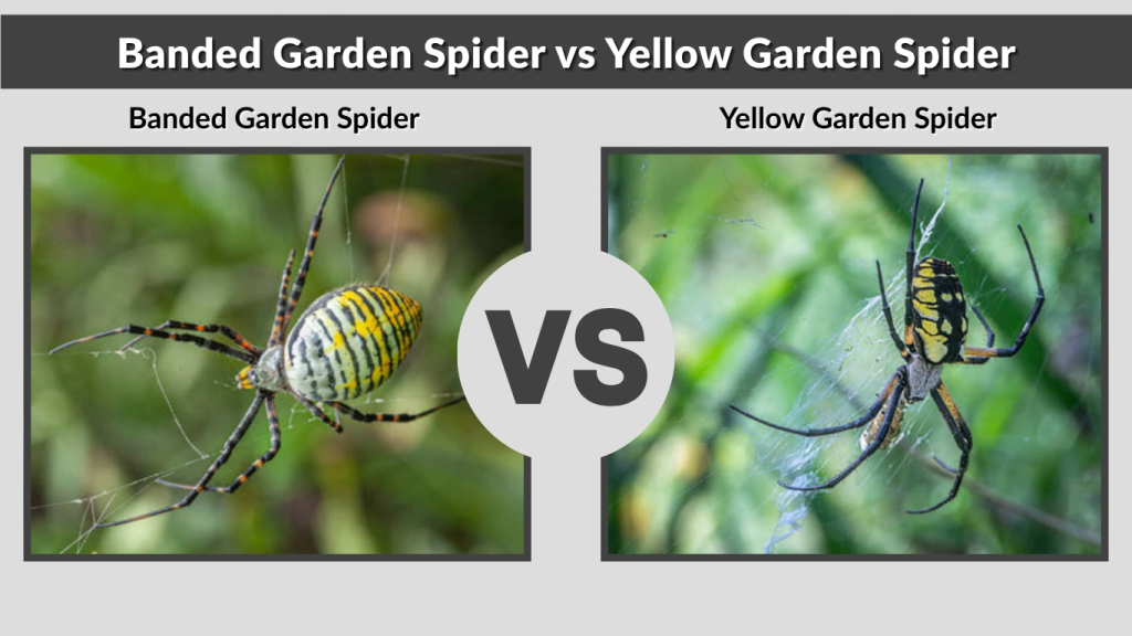 Banded Garden Spider vs Yellow Garden Spider