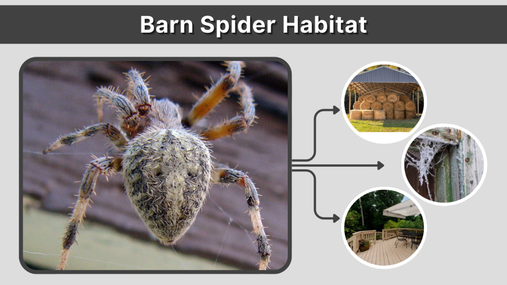 Barn Spider Habitat