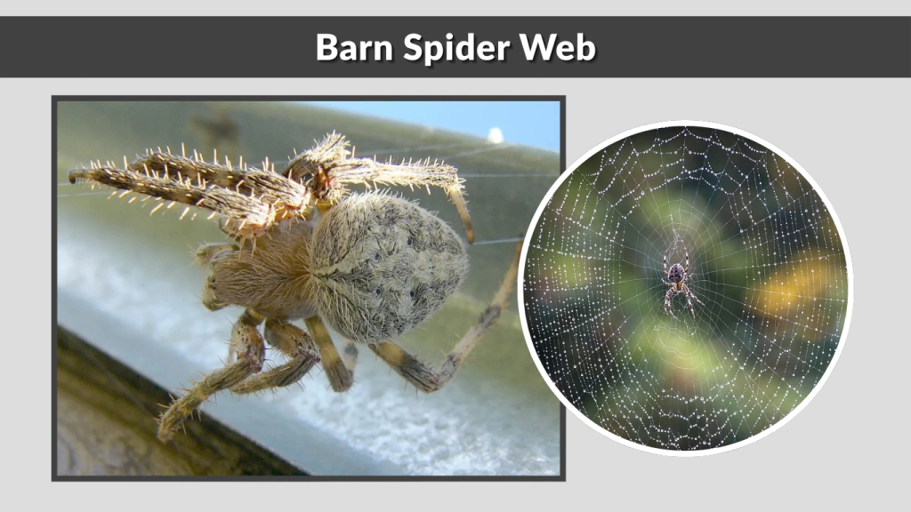 Barn Spider Web