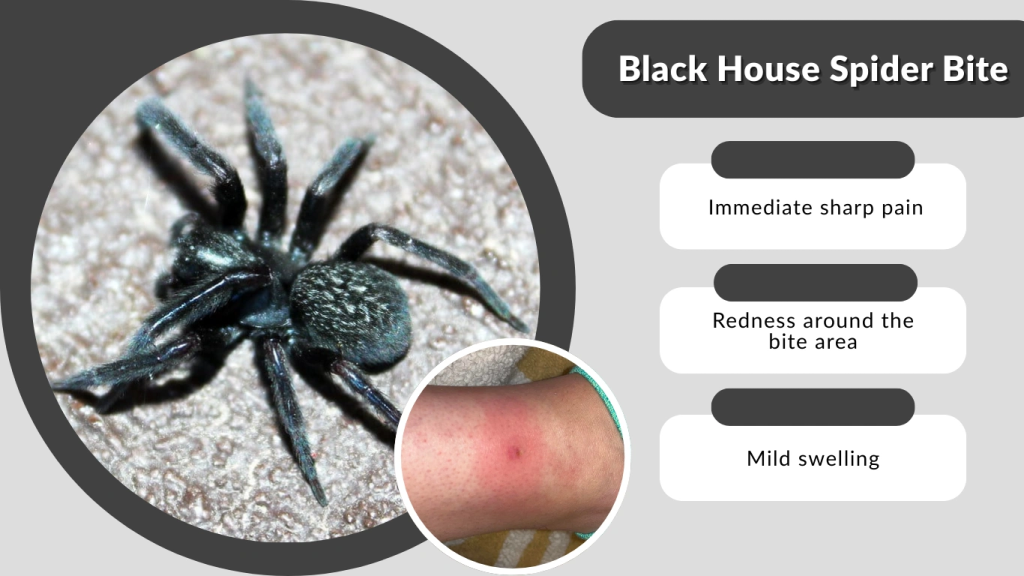 Black House Spider Bite
