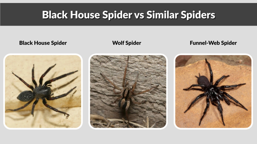 Black House Spider vs Similar Spiders