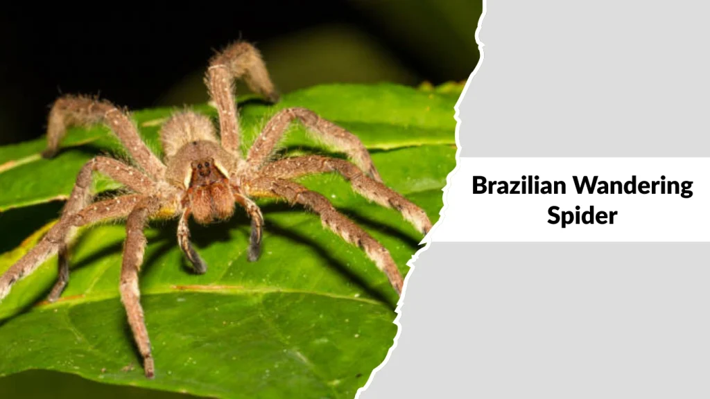 Brazilian Wandering Spider