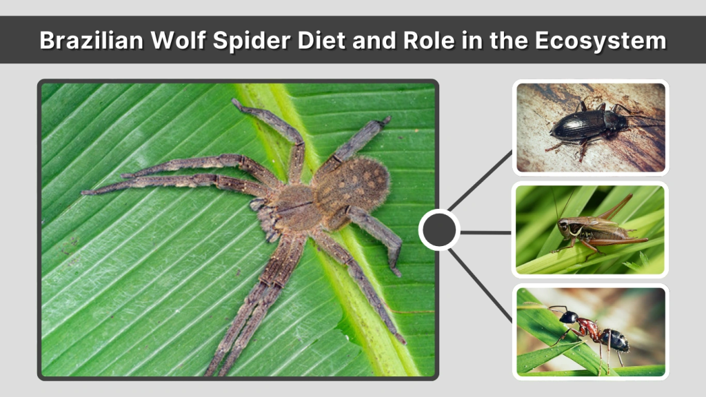 Brazilian Wolf Spider Diet and Role in the Ecosystem