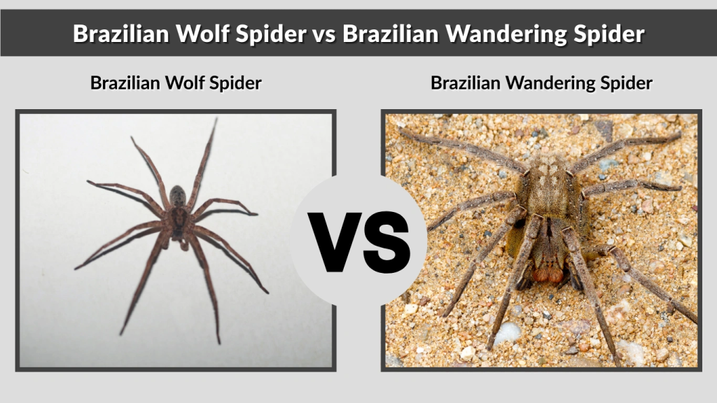 Brazilian Wolf Spider vs Brazilian Wandering Spider