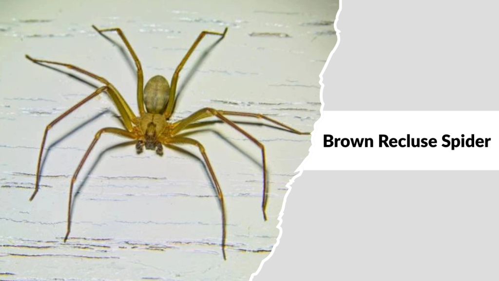Brown Recluse Spider