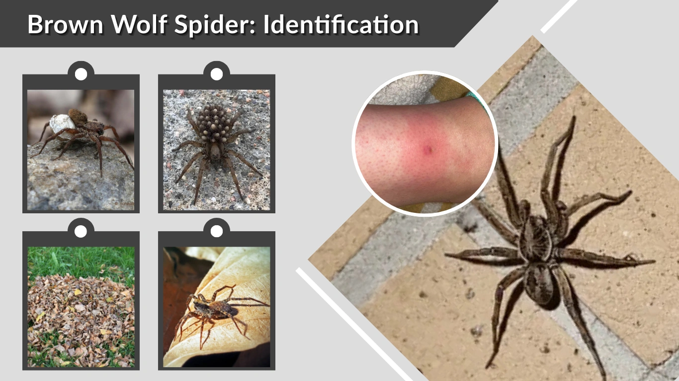 Brown Wolf Spider Identification, Habitat & Bite Facts