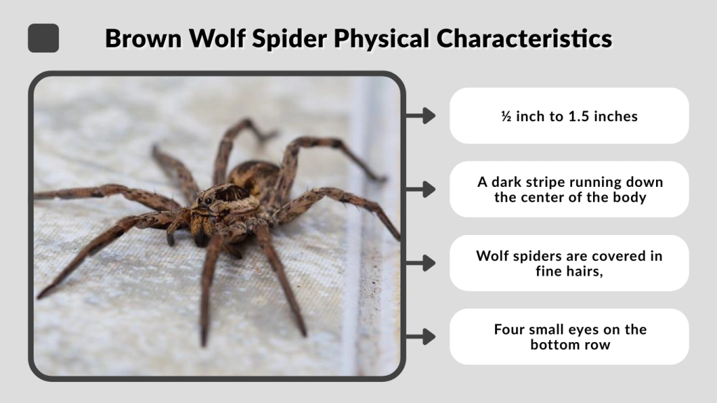 Brown Wolf Spider Physical Characteristics