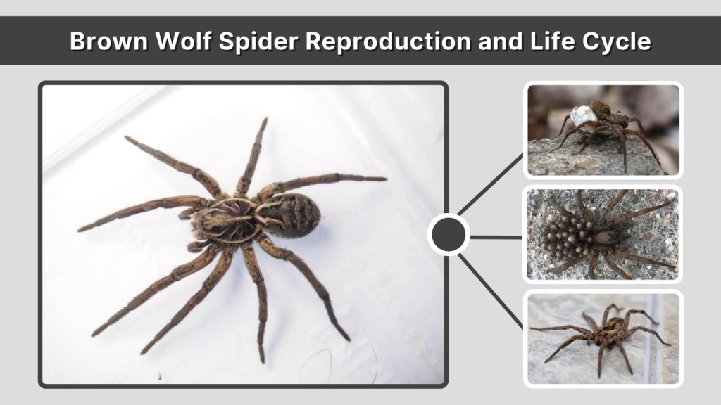 Brown Wolf Spider Reproduction and Life Cycle