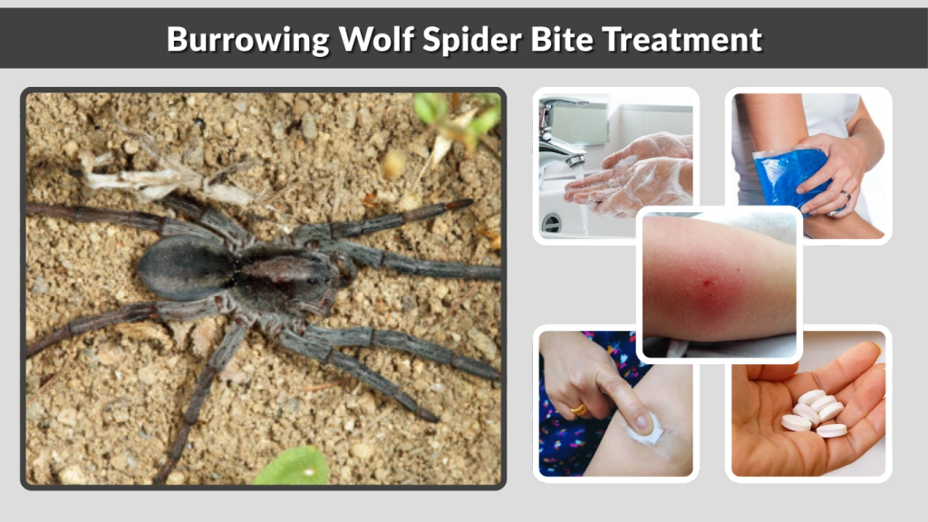 Burrowing Wolf Spider Bite Treatment