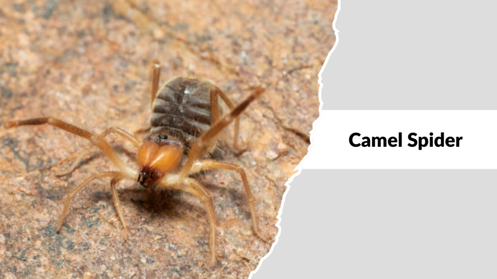 Camel Spider