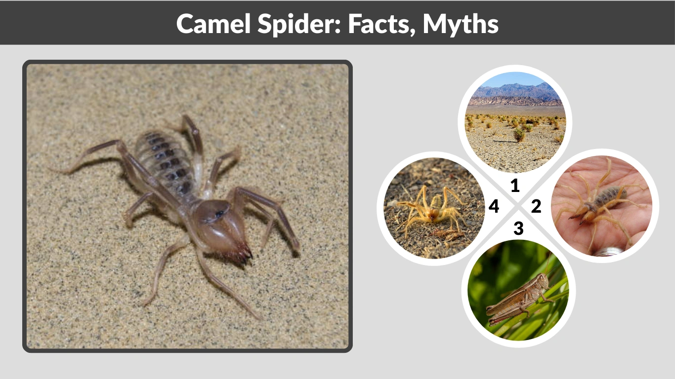 Camel Spider Facts, Myths, Size, Bite, and Habitat