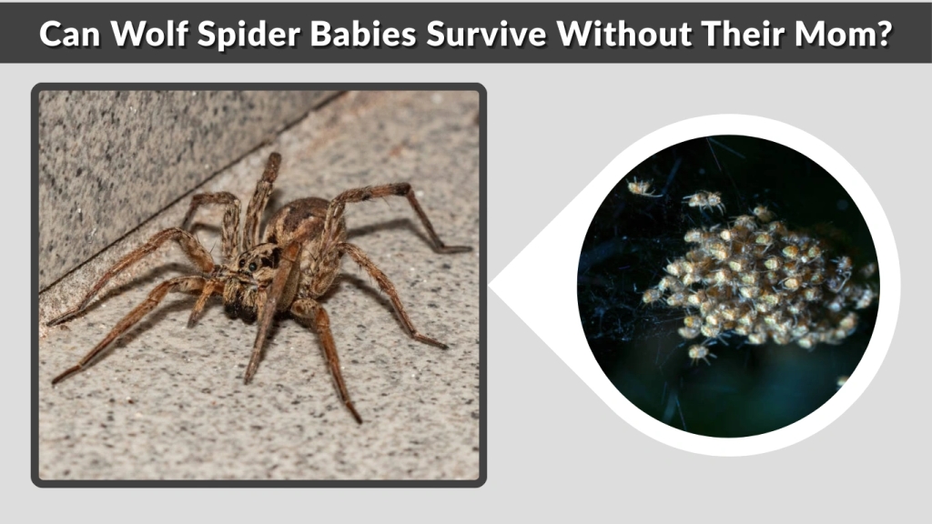 Can Wolf Spider Babies Survive Without Their Mom