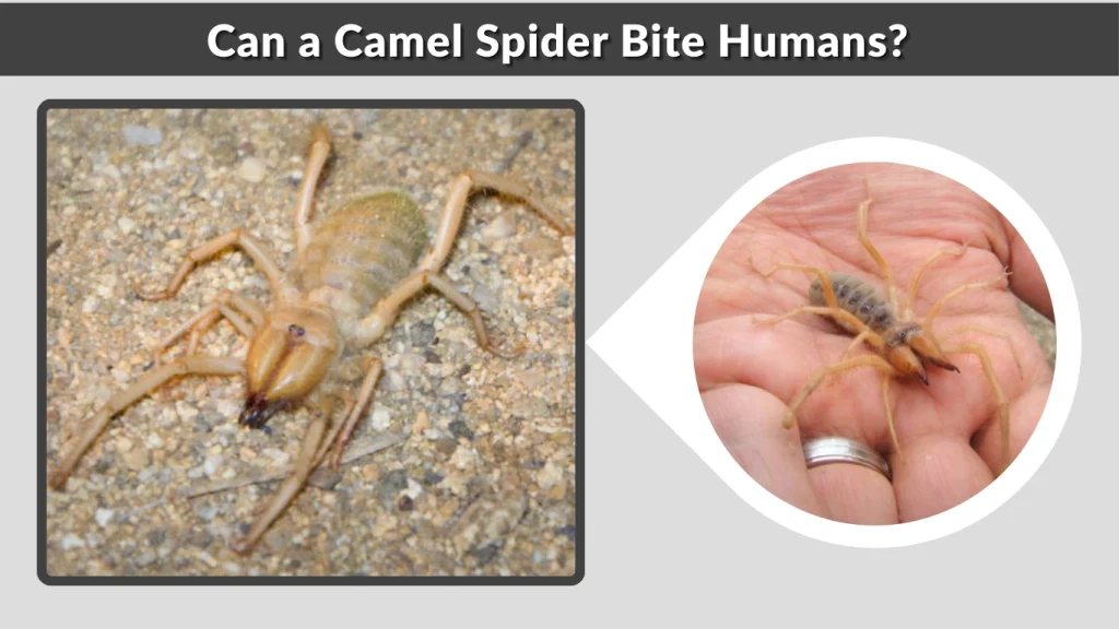 Can a Camel Spider Bite Humans