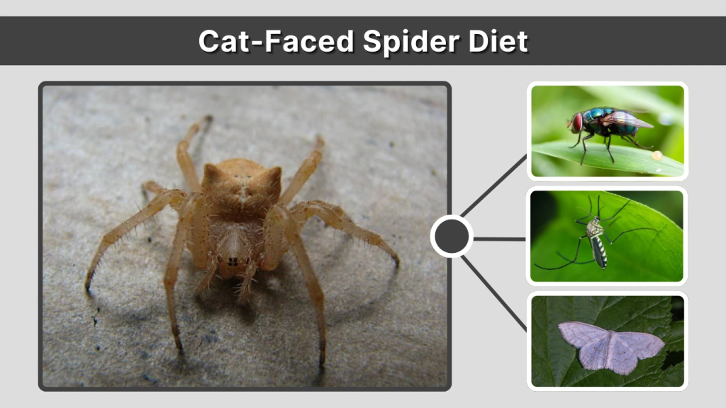 Cat-Faced Spider Diet