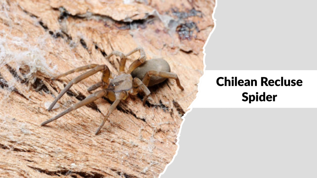 Chilean Recluse Spider