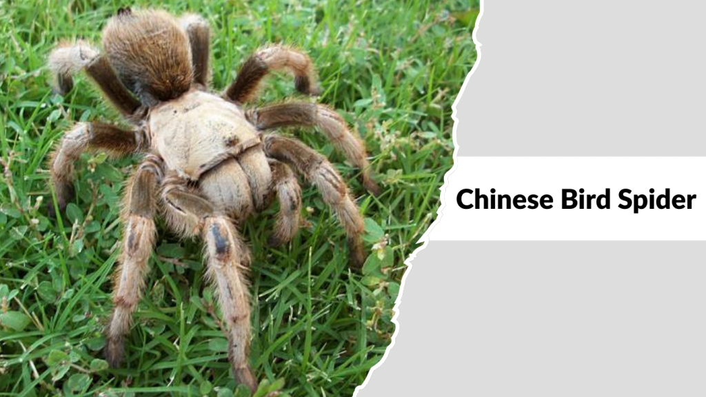 Chinese Bird Spider
