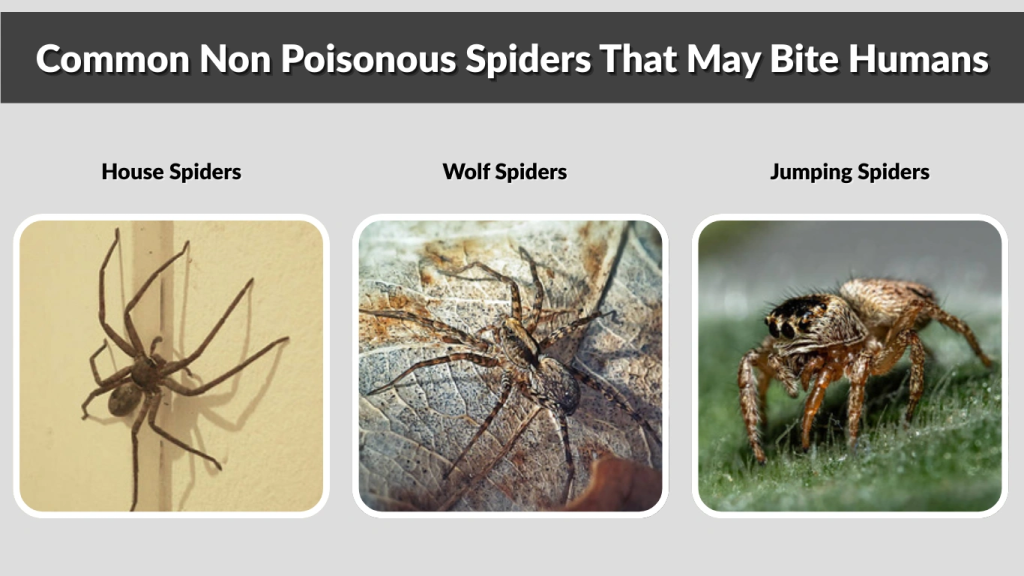Common Non Poisonous Spiders That May Bite Humans