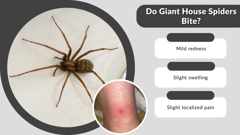 Do Giant House Spiders Bite