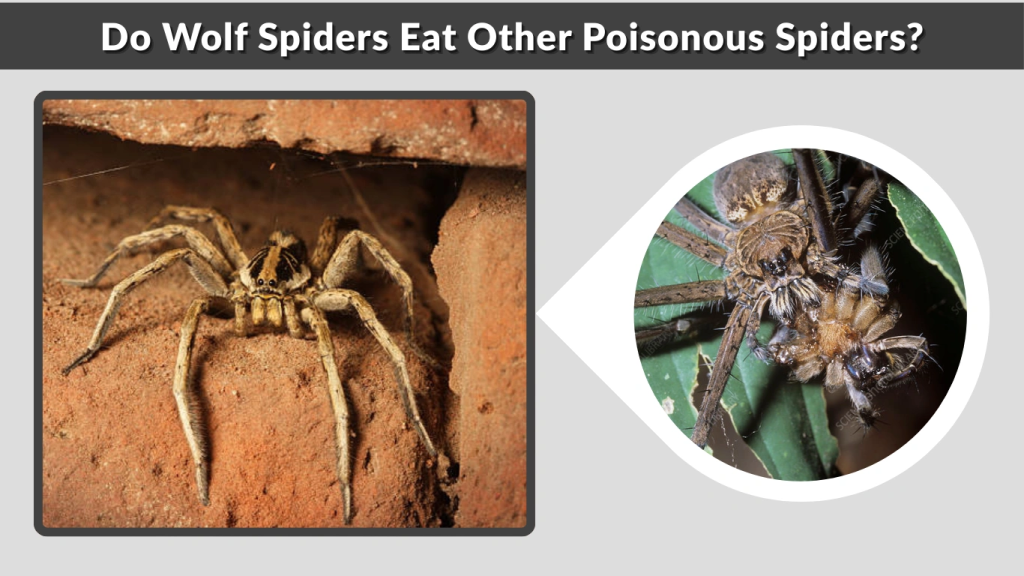 Do Wolf Spiders Eat Other Poisonous Spiders
