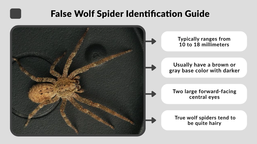 False Wolf Spider Identification Guide