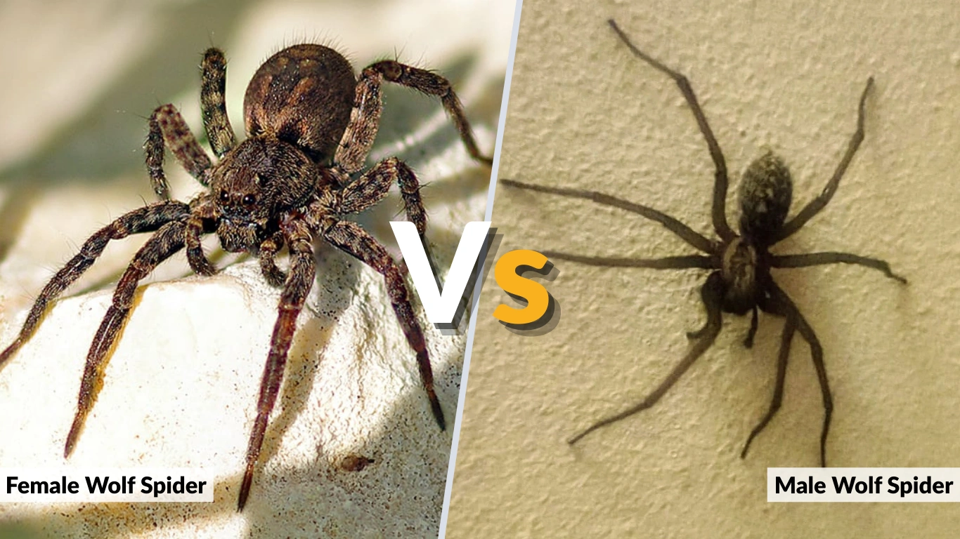 Female Wolf Spider vs Male Key Differences Guide