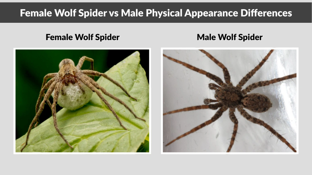 Female Wolf Spider vs Male Physical Appearance Differences