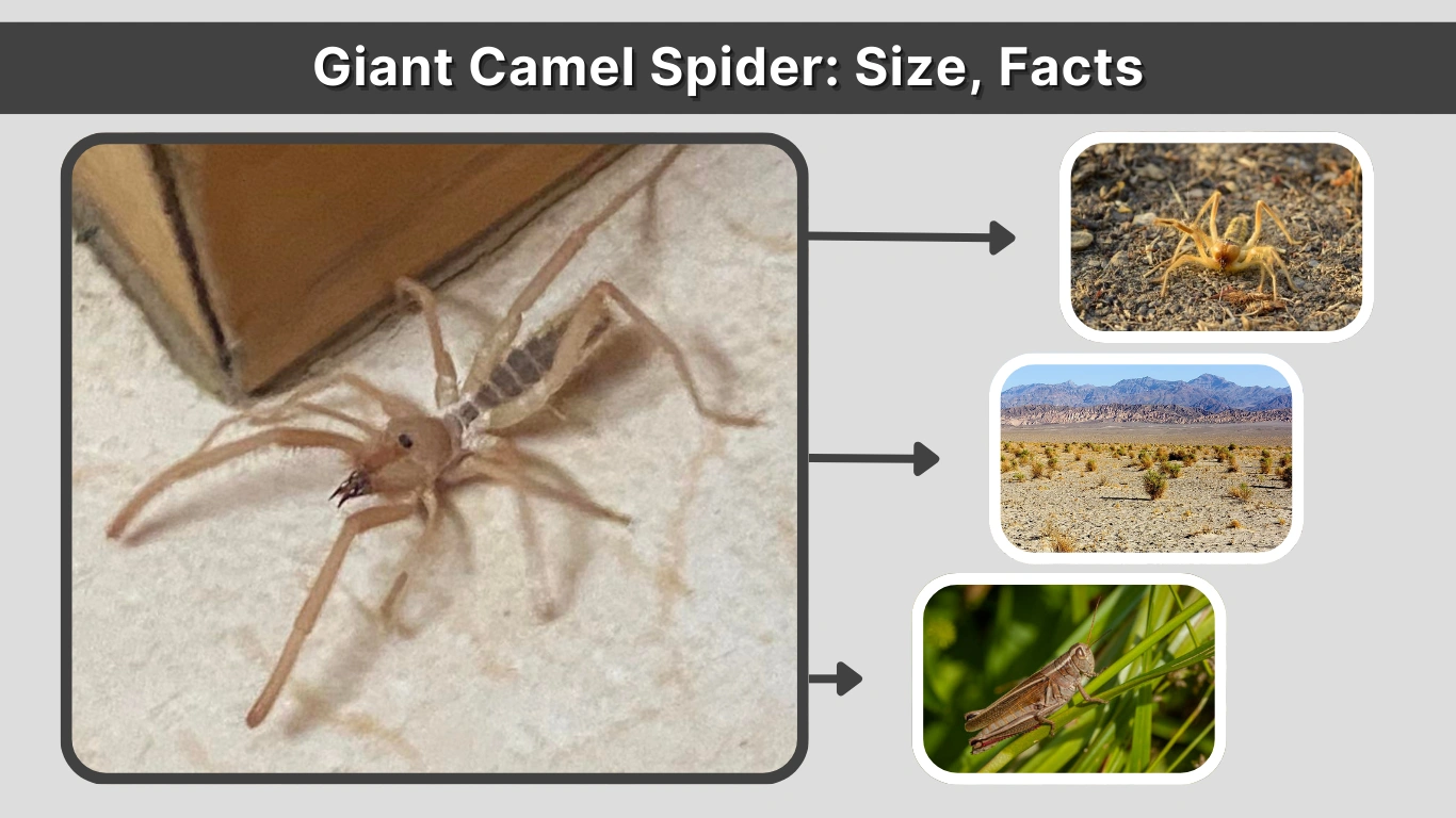Giant Camel Spider Size, Facts, Myths, and Real Dangers