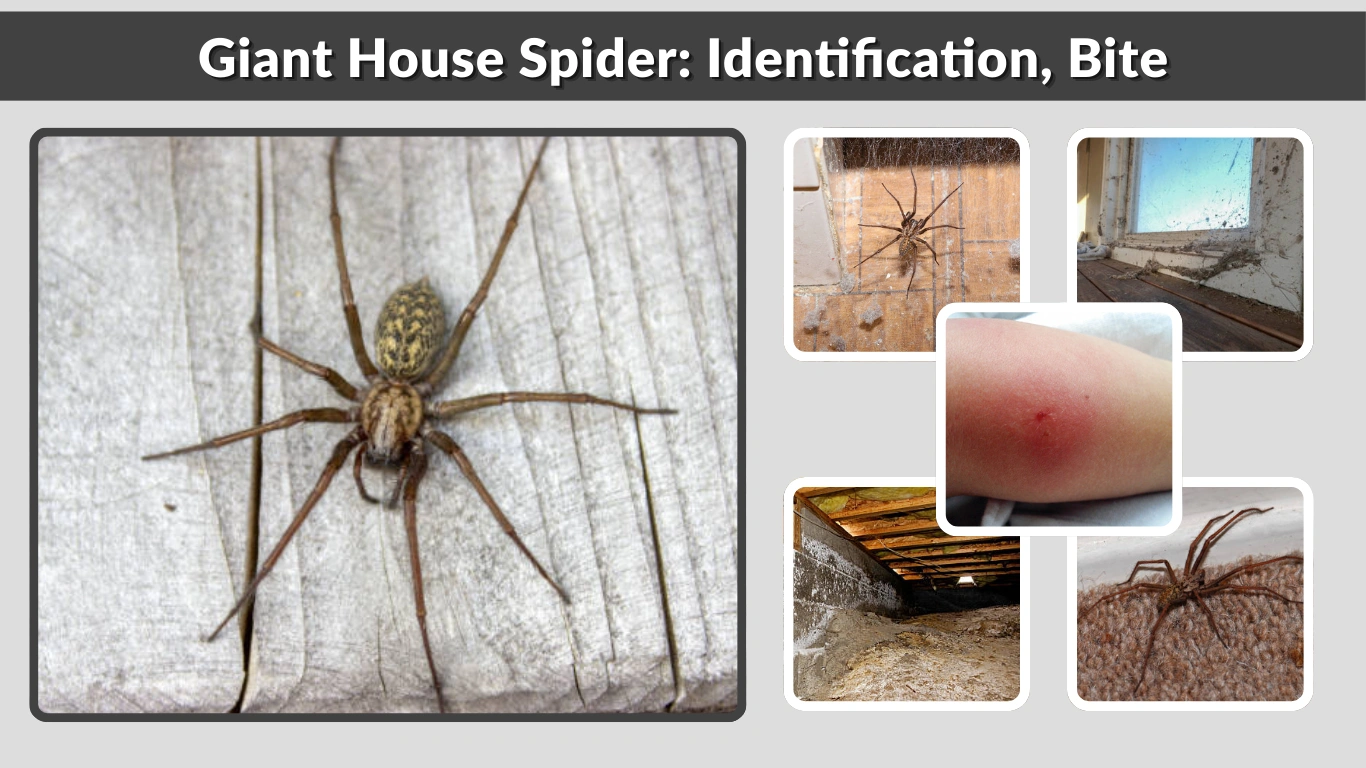 Giant House Spider Identification, Bite, Lifespan & Facts
