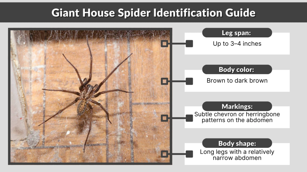 Giant House Spider Identification Guide