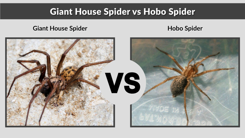 Giant House Spider vs Hobo Spider
